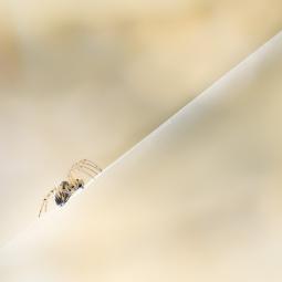 rude est l'ascension