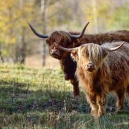 On a viré notre coiffeur