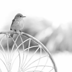 Gobemouche gris – Normandie