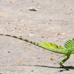 Basilic (lézard Jésus-Christ) – Costa Rica