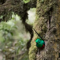 Quetzal – Costa Rica