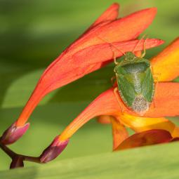 Elle n'a pas capté certains principes du camouflage...