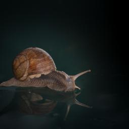 Oh mon beau miroir, dis moi que j'ai les plus belles cornes