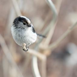 Mésange à longue queue – Savièse, Valais