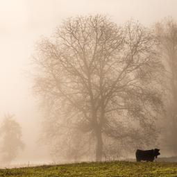 J'ai perdu mes copines dans ce brouillard