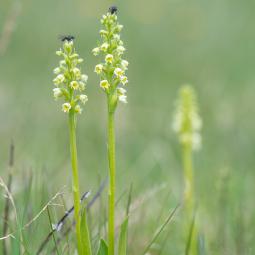 Conférence au sommet